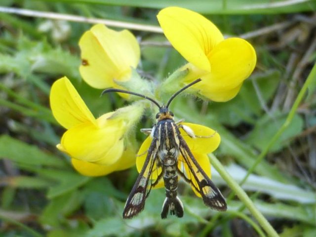 Pyropteron triannuliformis