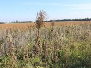 Farming for Nature