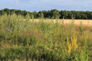 Blühstreifen in der Landwirtschaft