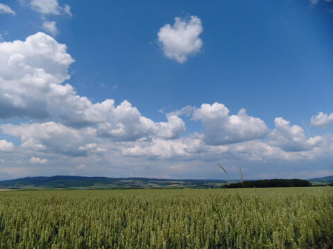 Design lokaler Anpassungsmassnahmen in der Landwirtschaft an Risiken des Klimawandels